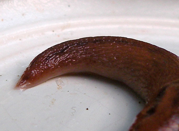 Deja vu: Lehmannia valentiana